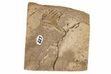 Miocene Fossil Leaf (Ficus) - Idaho #189549-1
